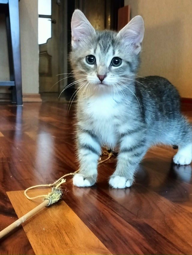 Санкт Петербург и ЛО! Мальчишка Тай ищет дом и своего х?...