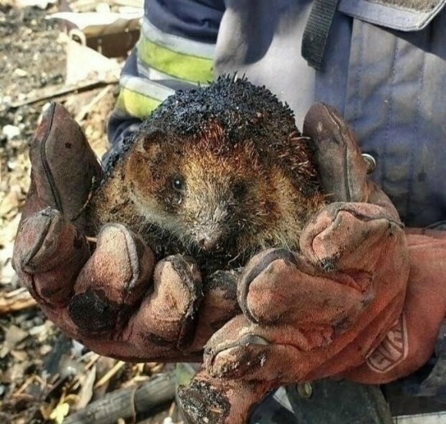 ПОМОГАЙТЕ ËЖИКАМ!!!!
⠀
Если вы нашли «мертвого» ежа в х?...