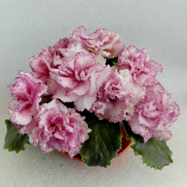 Продам набор деток сортовых фиалок. В наборе 4 детки. Це...