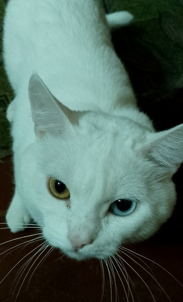 Пропал кот Яша, выпрыгнул в форточку с третьего этажа, ?...