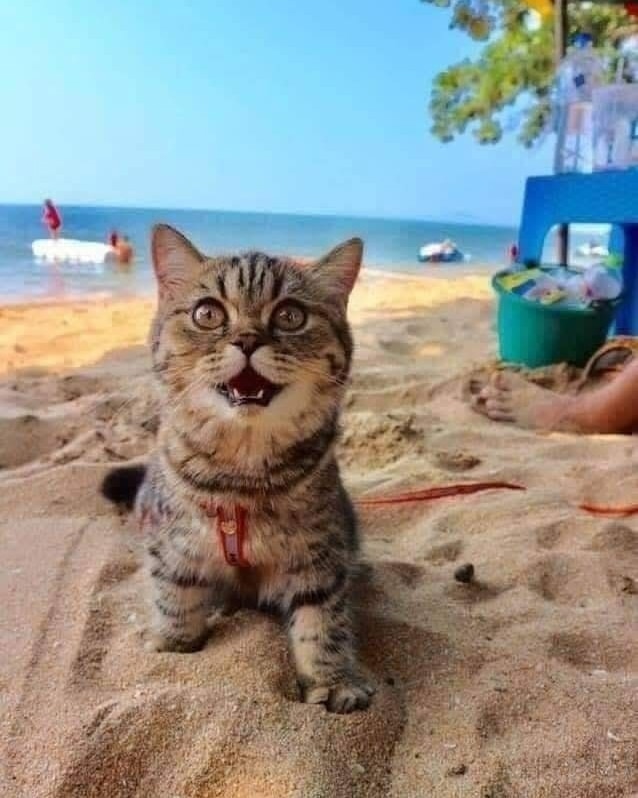 Даже котик на море, а ты нет)