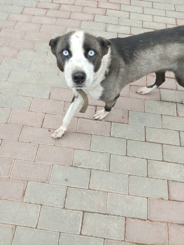 Животные
1. Потерялась собака, бегает по улице кольцев?...