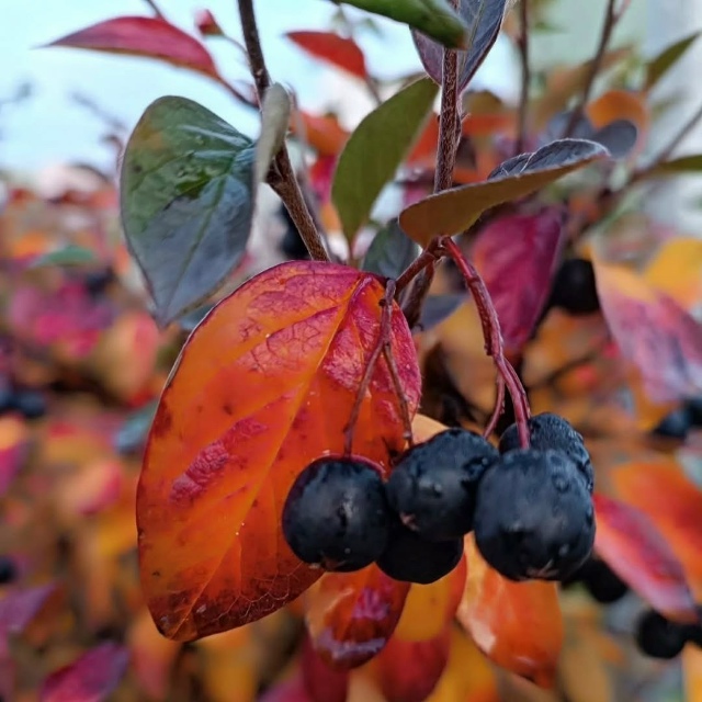 Краски осени🍂