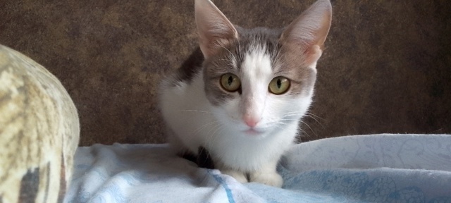 Прошу помоши.Пропала кошка в деревне Кузнецово в садах...