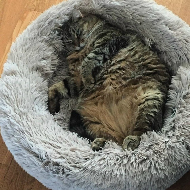 КОТогнездование😃