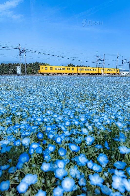 В Японии сейчас цветёт не только сакура — стартовал сезон голубой немофилы
В Hitachi Seaside Park в