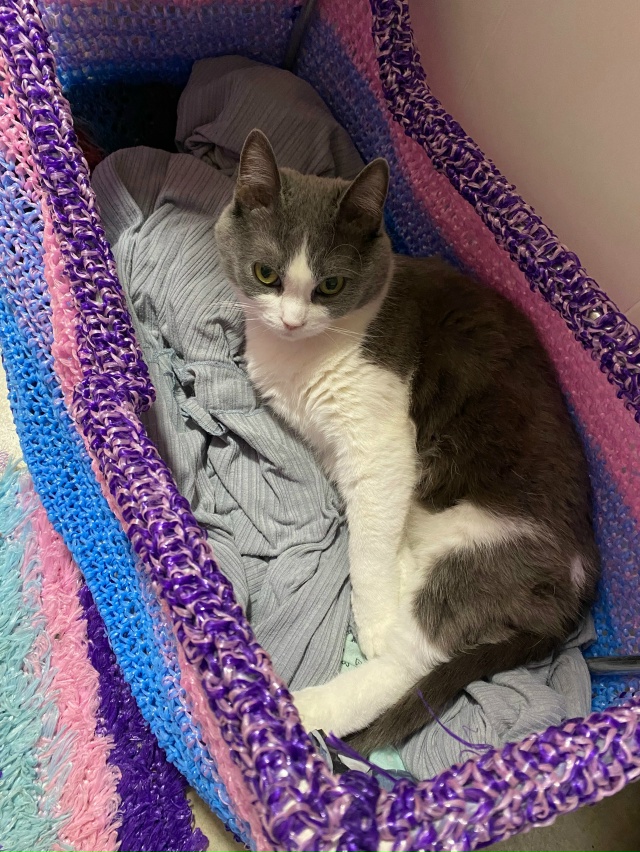 Мурёночка полюбила спать в корзине для белья. А так же ?...