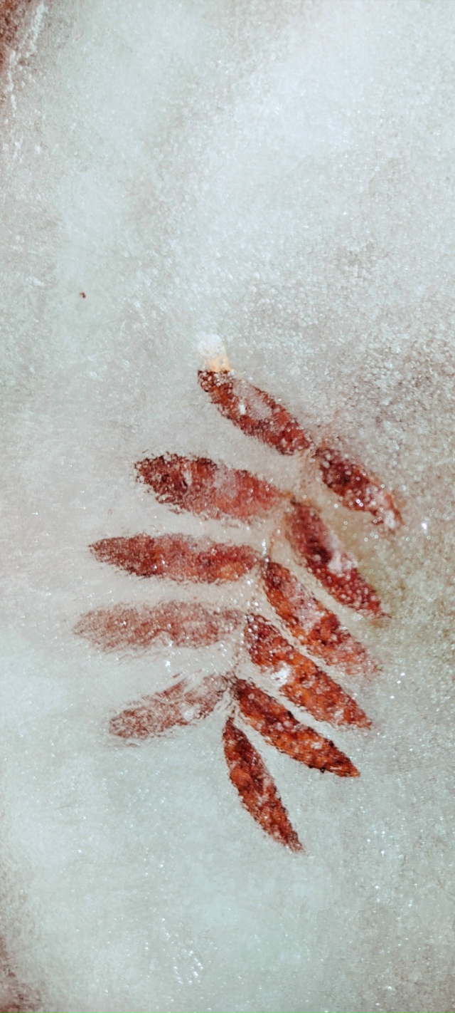 ✨ Утpo в лecу
Φoтo: Ингa Рaдугa