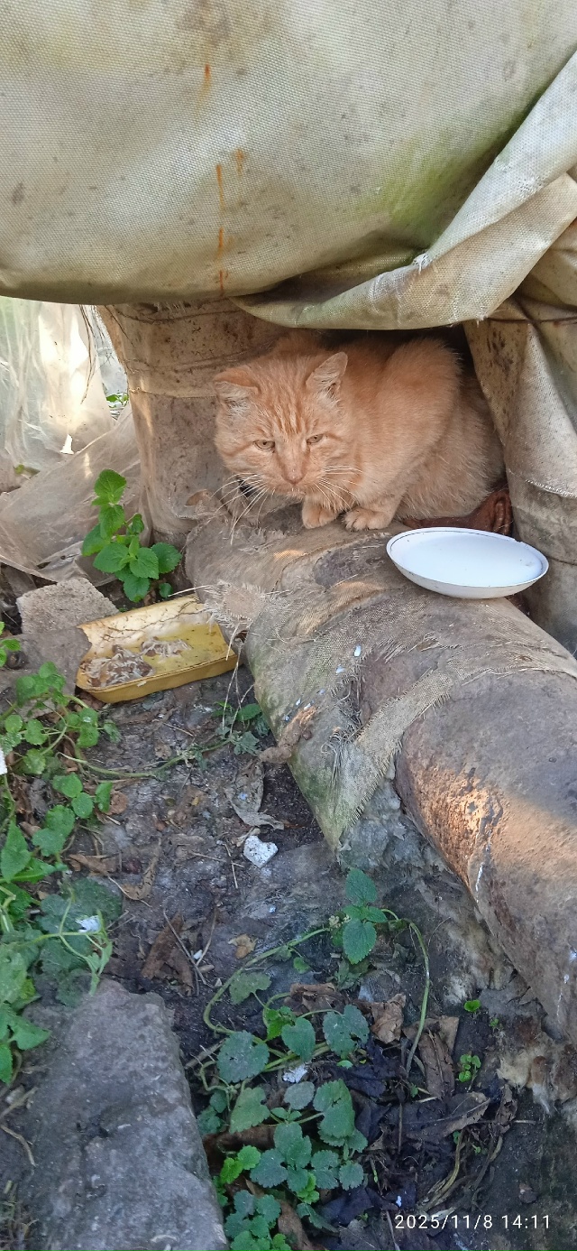 Возле магазина Пятёрочка на Шагова на трубах сидит рыж...