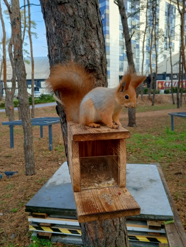 Белки рулят. Парк дельфин 🐬