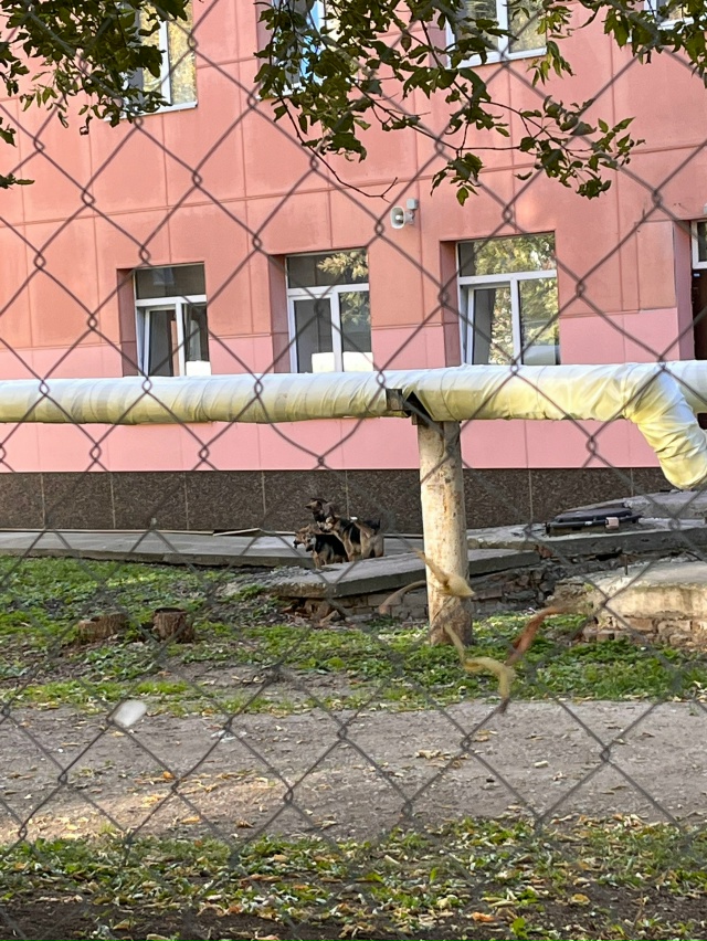 Анонимно пожалуйста ??
Стая собак свободно бегает н?...