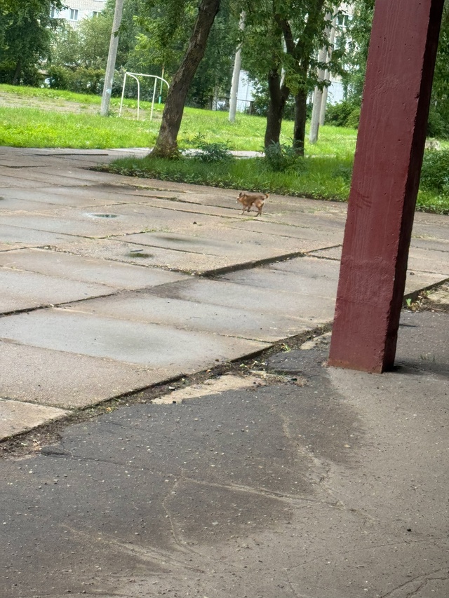 Может кто-то потерял , бегает в районе 10шк. к людям не по...