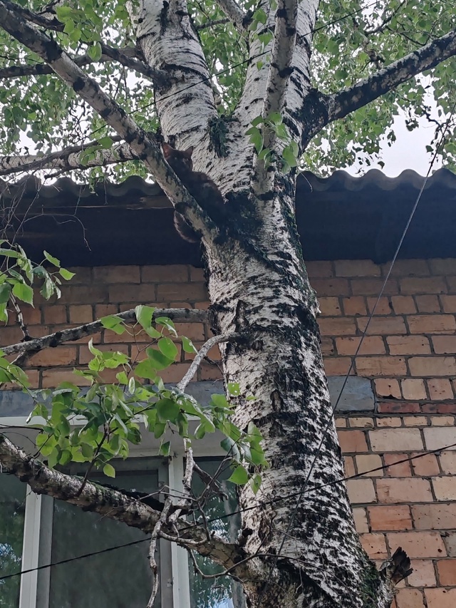 Чей котёнок? Видимо собаки загнали на дерево во дворе н...