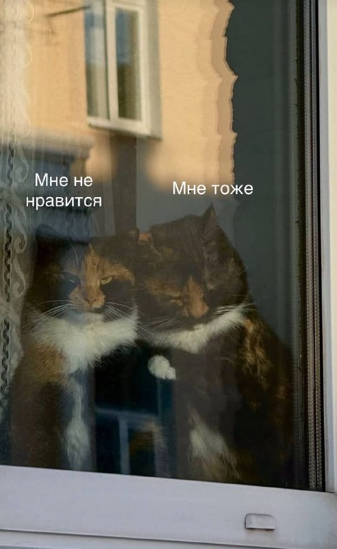 Милота: в одном из окошек спального района Москвы заметили очень сплочённую кошачью семейку.
Отноше