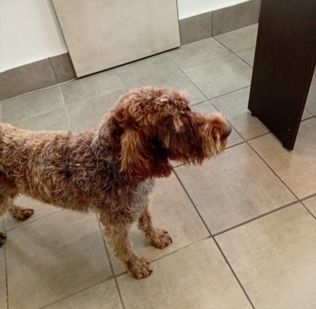 СОБАКА ИЩЕТ ДОМ
Потерялась собака, и мы ищем для нее но...