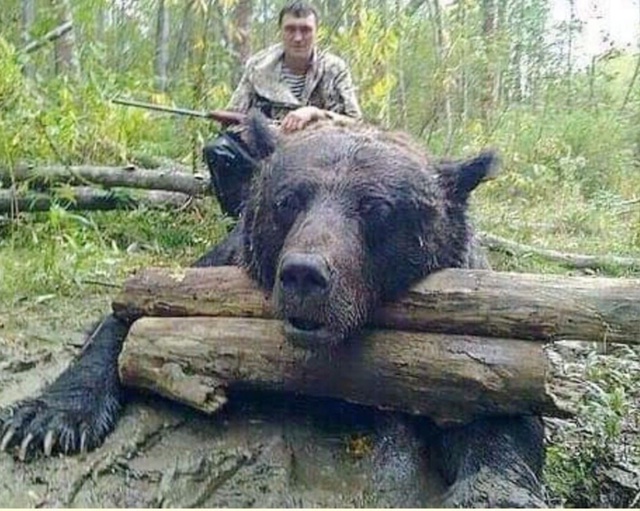 Охотникам пришлось убить этого медведя еще два года на...