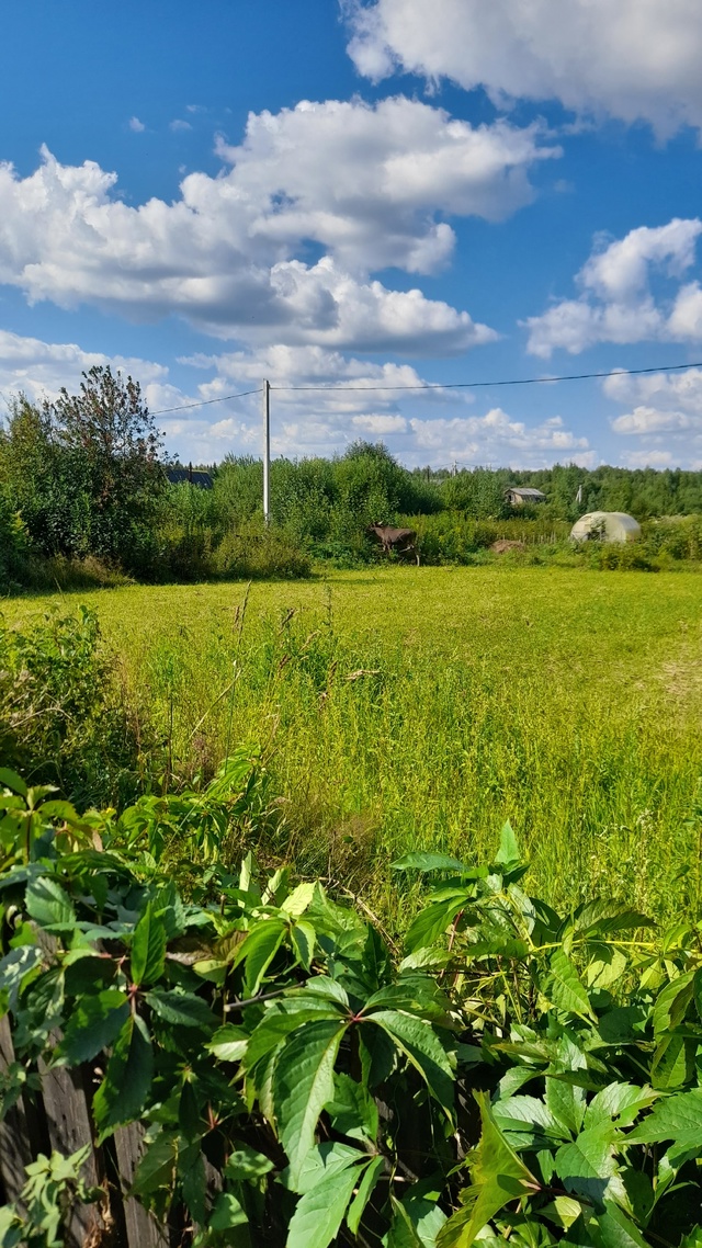 Вот такие друзья гуляют по саду.