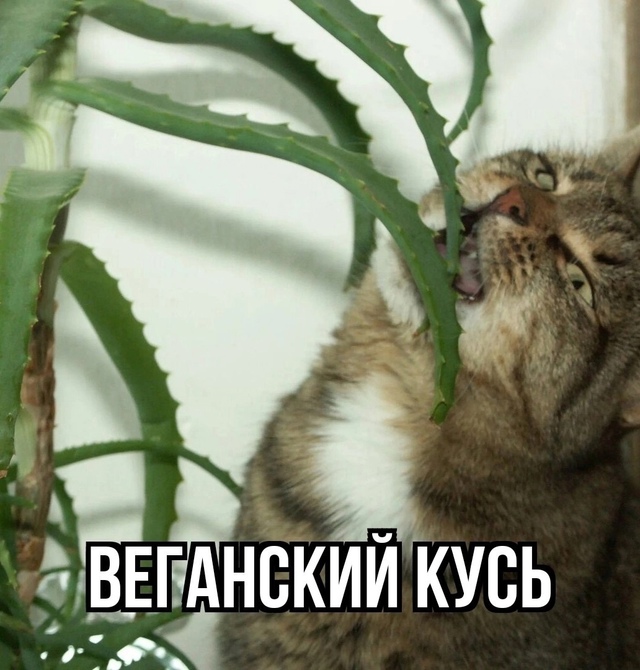 Последний надо назвать: наркоманский кусь