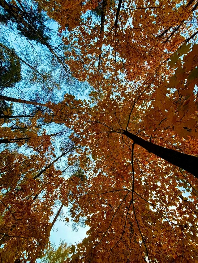 🍁 Красочная осень в Балашихе