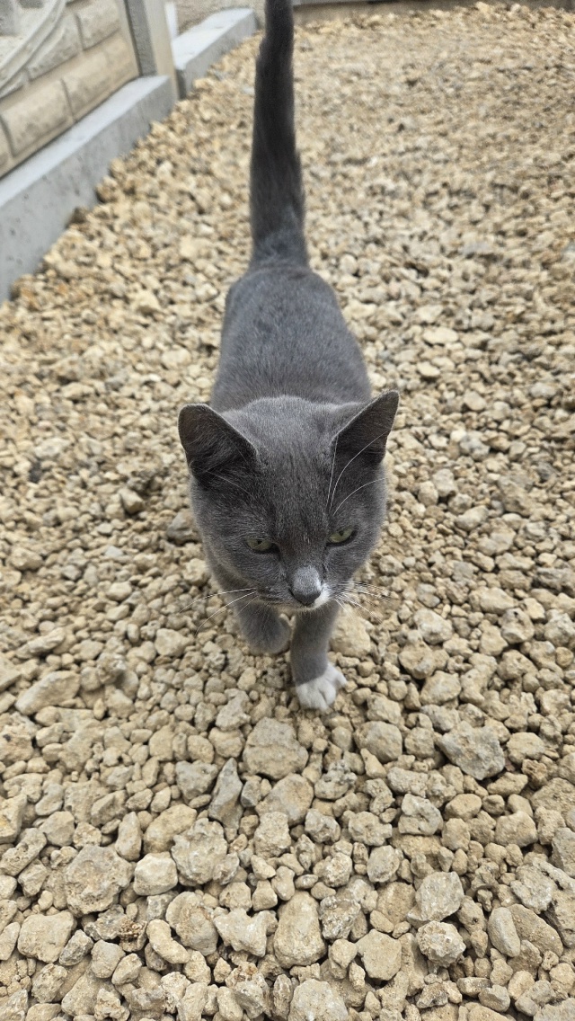 Всем здравствуйте! Прибилась кошечка, оранжевый ошейн?...