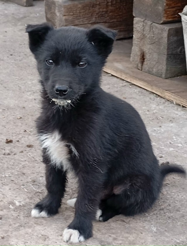 Здравствуйте, отдам в добрые руки щенят 2 мальчика и од?...