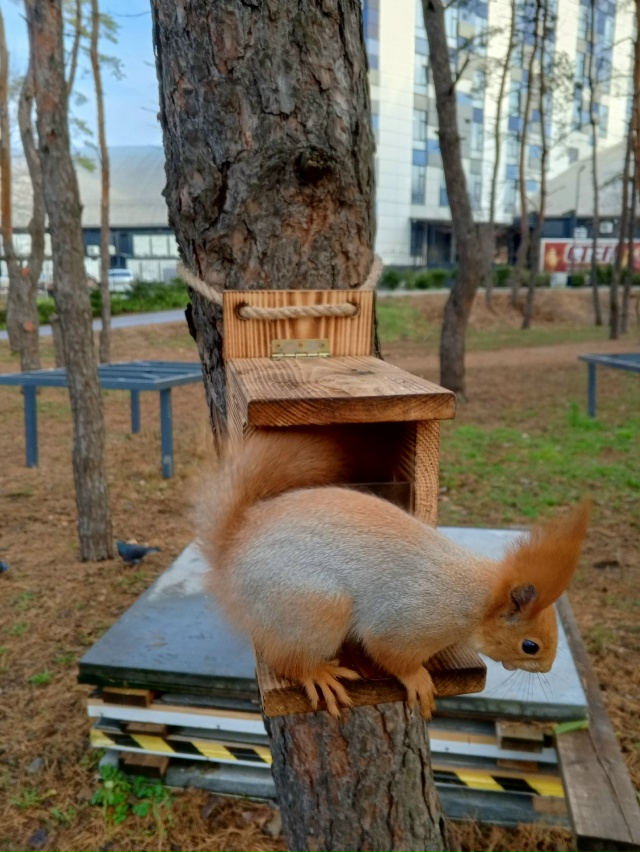 Белки рулят. Парк дельфин 🐬