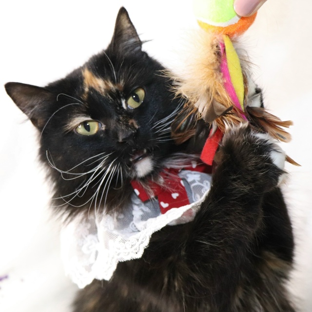 Очаровательная трехцветка Лола ищет дом?
Контактная...