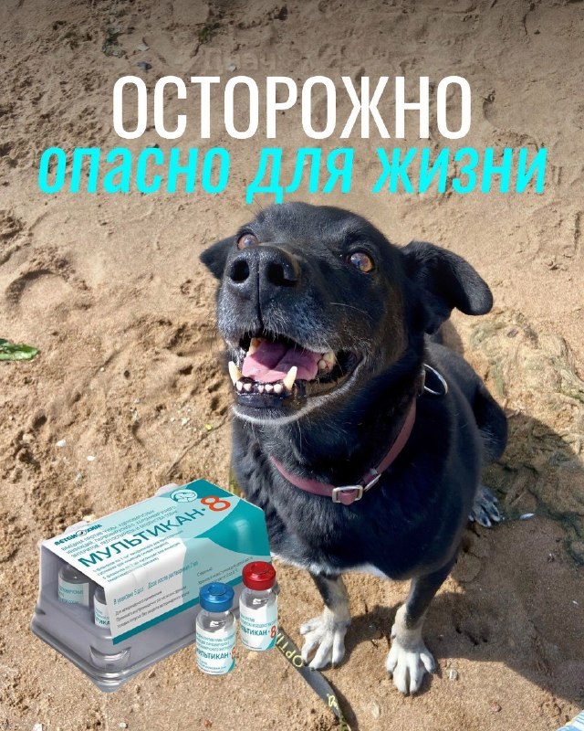⚡️В России начались массовые смерти собак после вакцинации от бешенства препаратом «Мультикан-8», пи