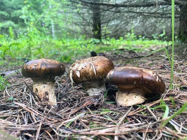 🍄‍🟫 Пермячка нашла в лесу императорский шампиньон ...