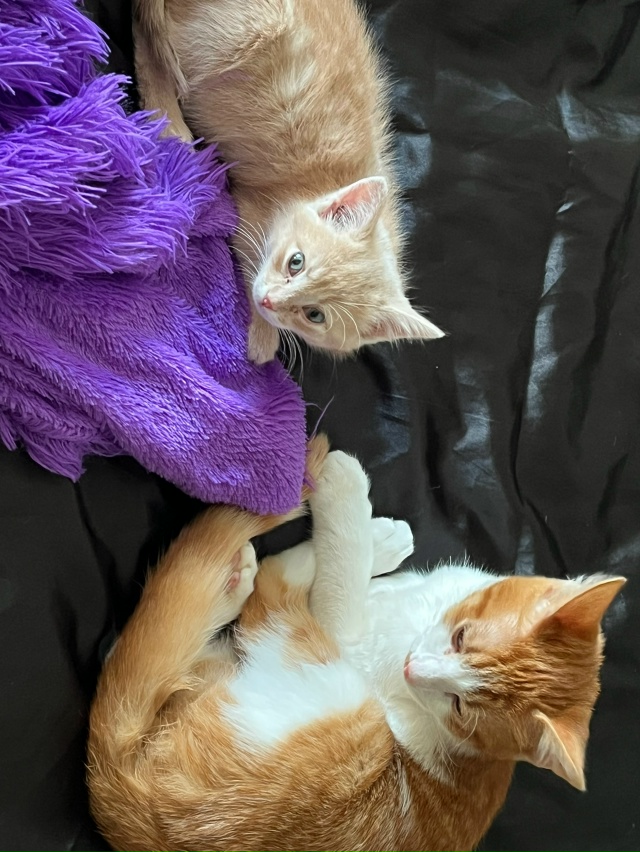 Отдам в добрые руки ￼очень ласковые к лотку приучены з...