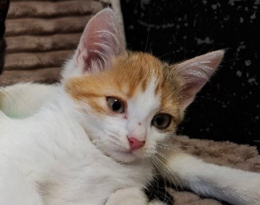 Девочка богатка пристраивается в заботливые руки. Воз?...