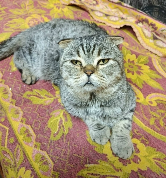 Прибился кот в деревне Кожухово. Может кто ищет или мож...