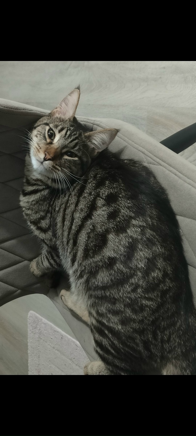 Ищем кота Потерялся в июле на второй заре ул. Солнечная...