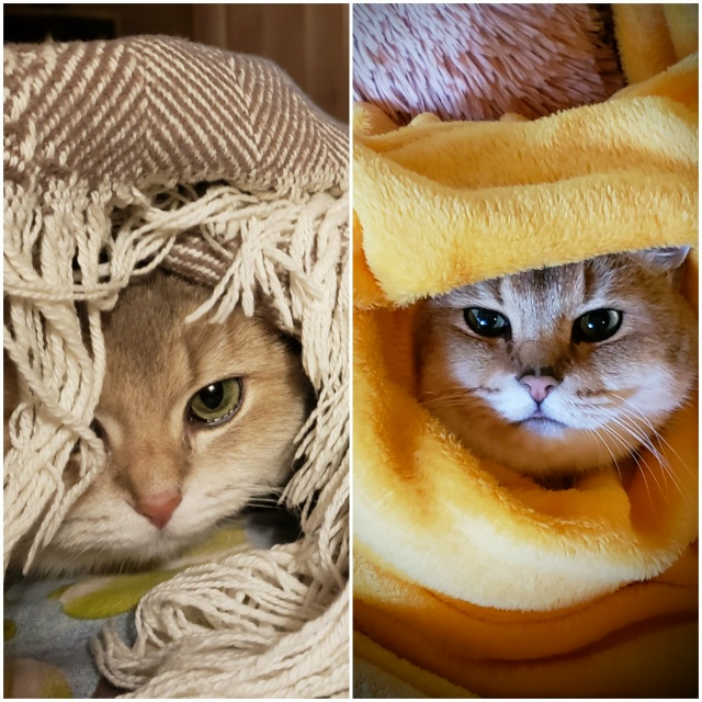 Луна и Локи