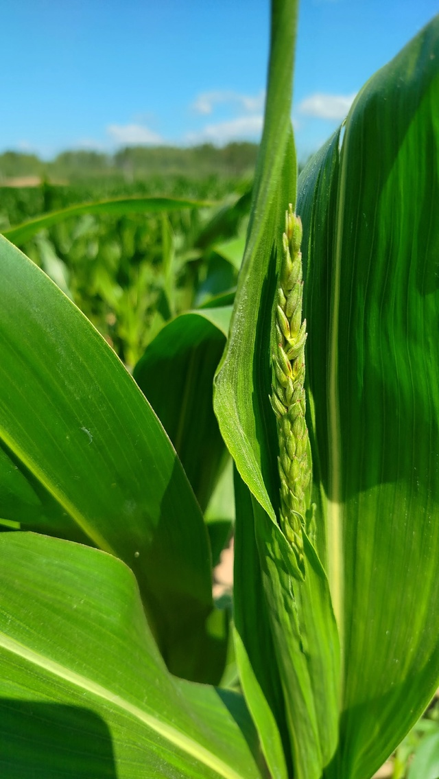 По дороге в Ольховку....🌽🌽🌽