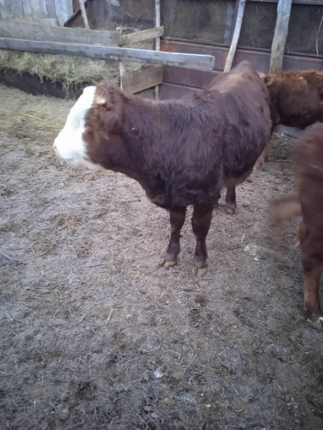 Продам бычков, номер телефона 89010805991