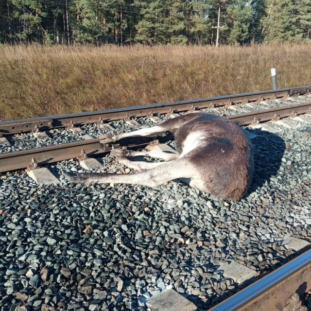 ❗Лося сбил поезд в Бузулукском бору
«Очередного лося...