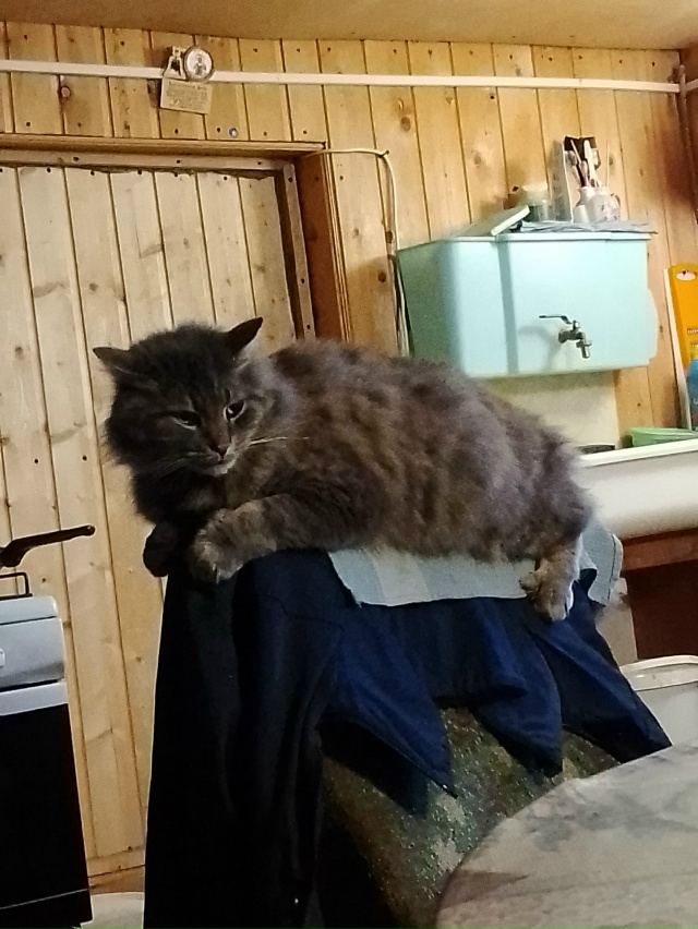 Высоко лежу, далеко гляжу.
Кот Тимка в дрёме.