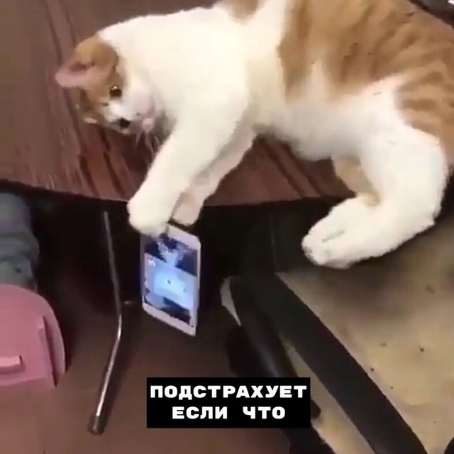 8 плюcoв, кoгдa y тeбя ecть кoт