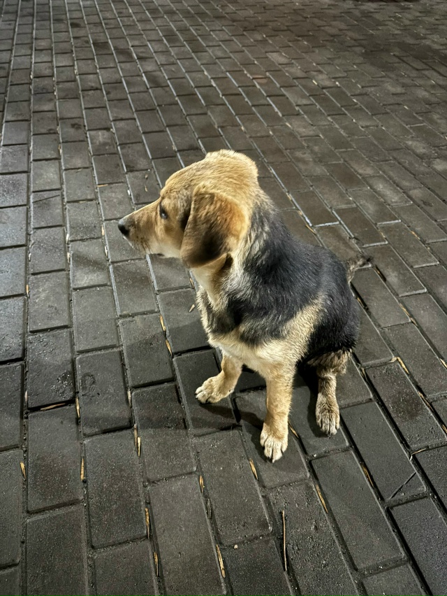 дорогие жители спутника, если кто-то что-то знает про э?...