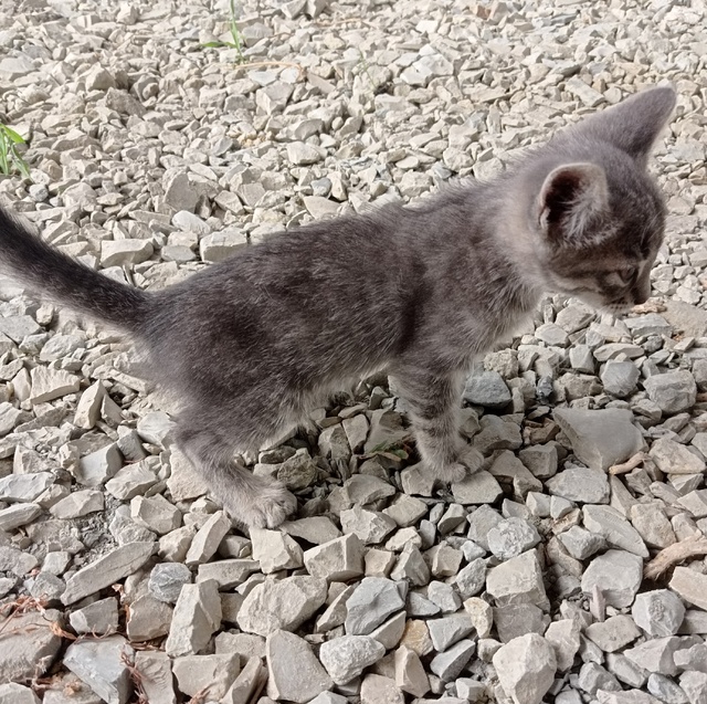 Подкинули котенка, мальчик. Может кому нужен серенький...