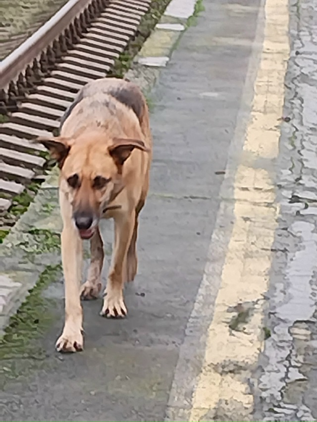 Чья собачка бегает у ж/д вокзада 2й Волхов? На ошейнике ?...