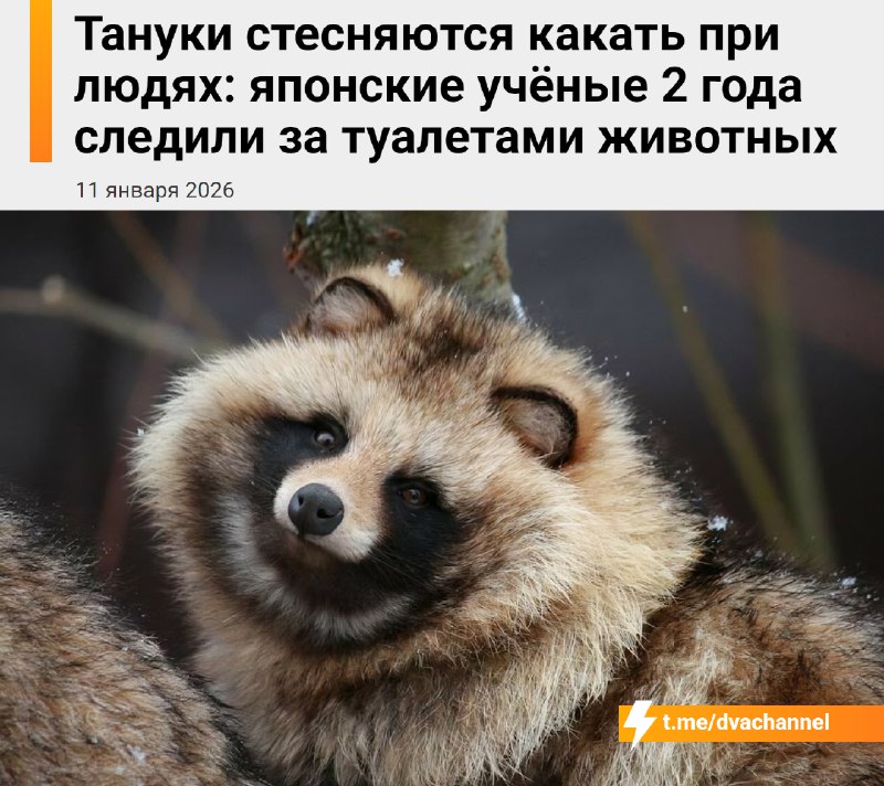 Тануки стесняются какать при людях
Японские учёные два года наблюдали за туалетами животных и выясн