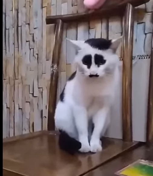 Слегка вам забавных котиков в ленту...