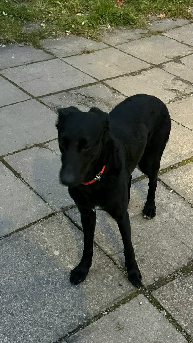 Целый день собачка стоит в ожидании хозяина. Молодой к?...