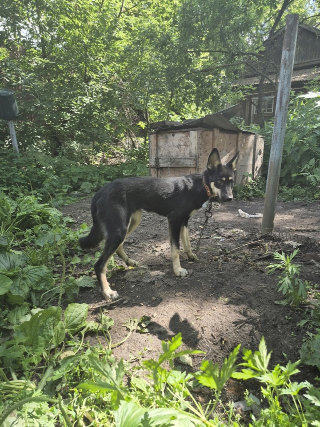 Щенок подросток ищет дом и ответственного хозяина☺️с...