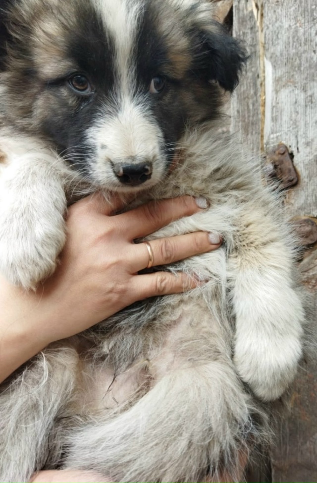 Пушистым колобочкам срочно ищем дом.
Два мальчика и де?...