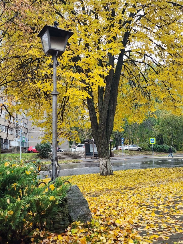 Золотая Осень 🍂