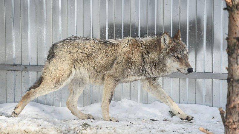 🐺 Нашествие волков в Подмосковье — число зверей, выходящих к людям, выросло в 4,5 раза за зиму
Коли