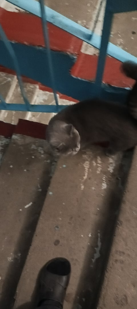Никто котю не терял? С ошейником